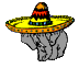 elephant under sombrero